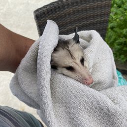 Baby Possum