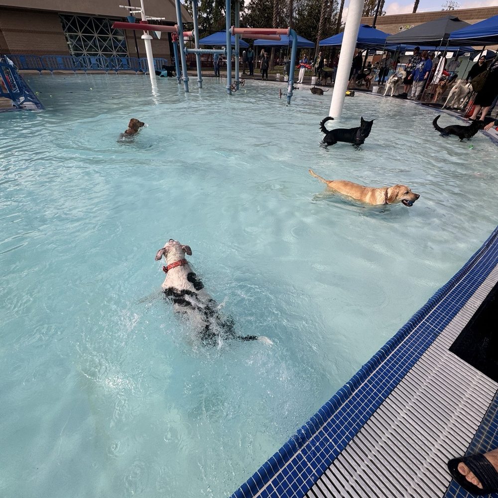Pannell Meadowview Pool - Active Life Near Me - Sacramento, California Pannell Meadowview Pool - Active Life Near Me - Sacramento, California