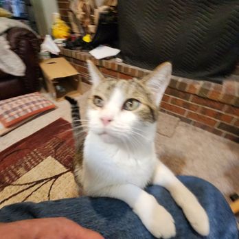 Pueblo Small Animal Clinic Pueblo Colorado: Trusted Care Experts