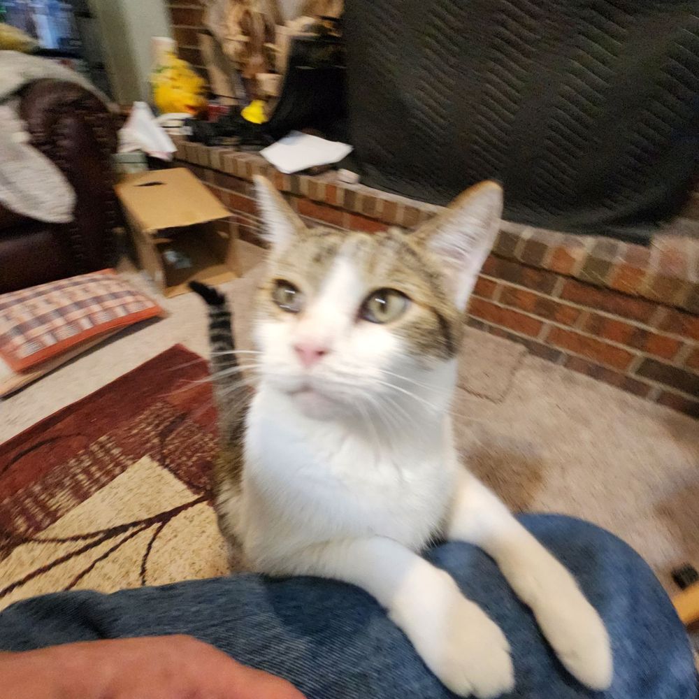 PUEBLO SMALL ANIMAL CLINIC Updated October 2024 20 Reviews 1400 E