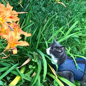 Noho Petsitters - Pet Sitting Near Me Noho Petsitters - Pet Sitting Near Me