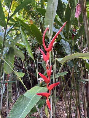 Breadfruit Institute, National Tropical Botanical Garden by null