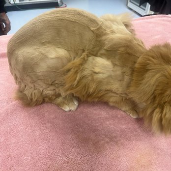 PetSmart - Pet Training Near Me - Ypsilanti, Michigan