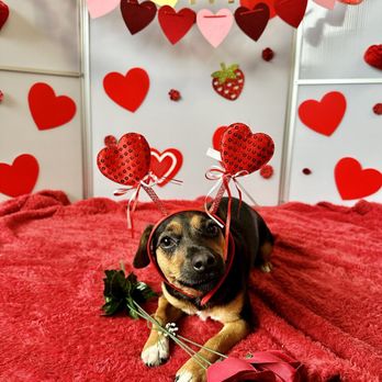 Camp Bow Wow Boulder - Pet Groomers Near Me - Boulder, Colorado
