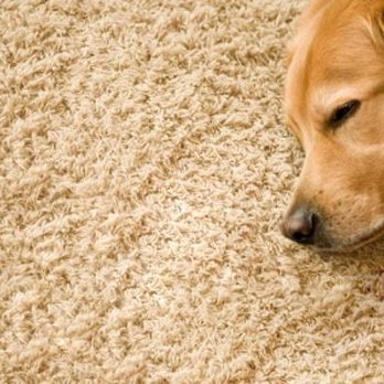 Fresher Carpets Coventry - Carpet Cleaning Near Me - Coventry, XWM Fresher Carpets Coventry - Carpet Cleaning Near Me - Coventry, XWM
