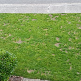 Parkview Landscaping - The original damage was only in the middle 1/3 of the yard. - Landscaping Near Me - Mill Creek, Washington Parkview Landscaping - The original damage was only in the middle 1/3 of the yard. - Landscaping Near Me - Mill Creek, Washington