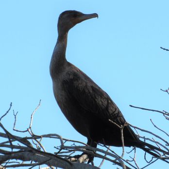 Circle B Bar Reserve - Cormorant. - Hiking Near Me - Lakeland, Florida Circle B Bar Reserve - Cormorant. - Hiking Near Me - Lakeland, Florida