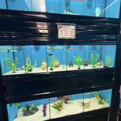 Pet Goods - Betta fish in tanks