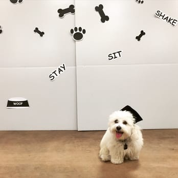 PetSmart - Class of 2016 puppy class - Pet Training Near Me - Riverside, California