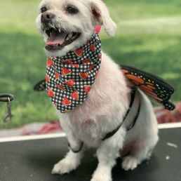 Bath and groomed