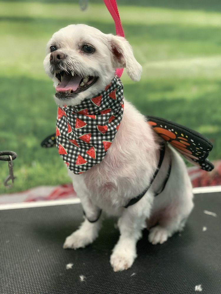 FETCH GROOMING & BOARDING Updated September 2024 69 Photos 1490