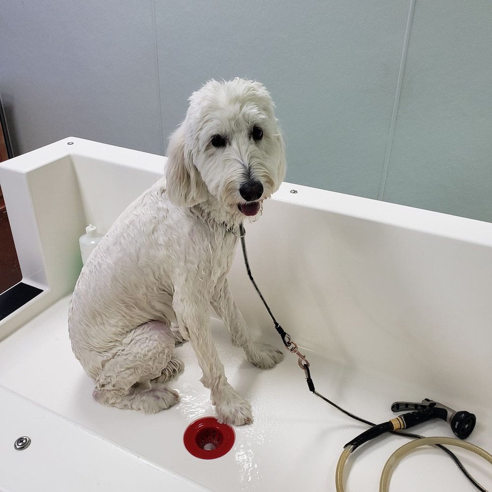 Bogart's Bone Appetit - Getting a warm rinse - Pet Stores Near Me - Las Vegas, Nevada