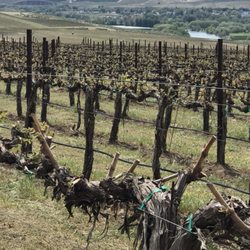 Prosser Wine Excursions and Transportation Services - Spring barrel weekend!