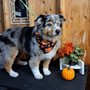 Photo of Special Care Dog Grooming