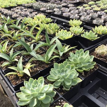Once Again Hawaii - Nurseries & Gardening Near Me - Waimanalo, Hawaii Once Again Hawaii - Nurseries & Gardening Near Me - Waimanalo, Hawaii
