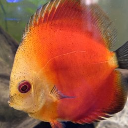 Super red melon discus Super red melon discus