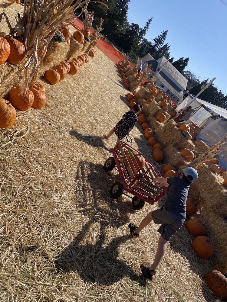 MOORE PUMPKIN PATCH AND CHRISTMAS TREES Updated August 2024 60