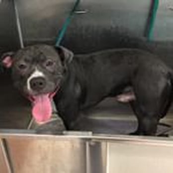 Pet Spa - Pet Groomers Near Me - East Elmhurst, New York Pet Spa - Pet Groomers Near Me - East Elmhurst, New York
