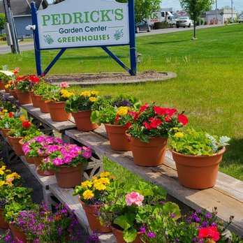 Pedricks Greenhouses - Small amount of road frontage but large greenhouses in back. - Nurseries & Gardening Near Me - Schenectady, New York Pedricks Greenhouses - Small amount of road frontage but large greenhouses in back. - Nurseries & Gardening Near Me - Schenectady, New York