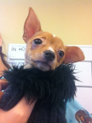 Carroll Gardens Veterinary Group by null