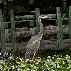 Largo Central Park Nature Preserve - Great blue heron