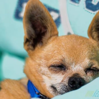 Grateful Dogs Rescue - Gummy Bear - Animal Shelters Near Me Grateful Dogs Rescue - Gummy Bear - Animal Shelters Near Me