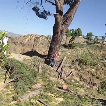 Dario Tree Trimming - Tree Services Near Me - Sylmar, California Dario Tree Trimming - Tree Services Near Me - Sylmar, California