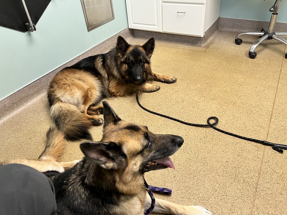 HERITAGE ANIMAL HOSPITAL Updated September 2024 19 Reviews 150