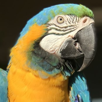 Exotic Birds By Fran - My B&G :) - Pet Stores Near Me - Cypress, California