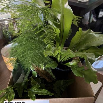 Fairview Garden Center - Gorgeous ferns for my desk - Nurseries & Gardening Near Me - Raleigh, North Carolina Fairview Garden Center - Gorgeous ferns for my desk - Nurseries & Gardening Near Me - Raleigh, North Carolina