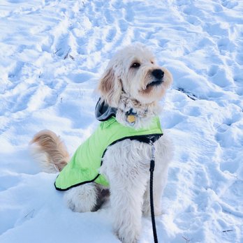 Summit At Snoqualmie - Baci the snow bunny! Deep in the snow! - Ski Resorts Near Me - Snoqualmie Pass, Washington