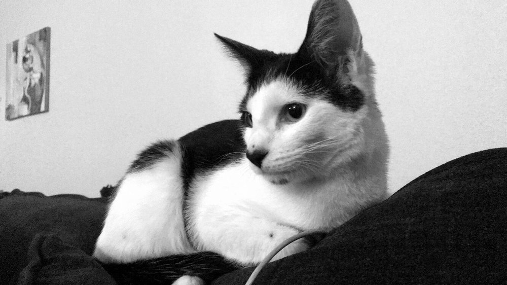 THE DOGG 107 Photos Dog Walkers San Diego, CA Phone