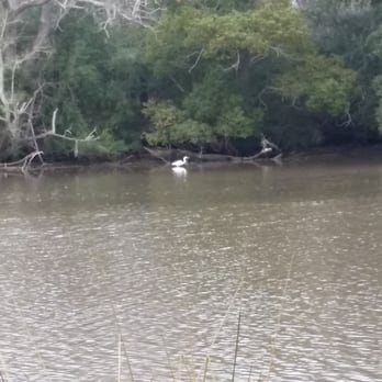 Jungle Gardens - Egrets abound - Botanical Gardens Near Me - Avery Island, Louisiana