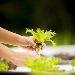 Cheapest Hydro - Hydroponic Equipment sold here!