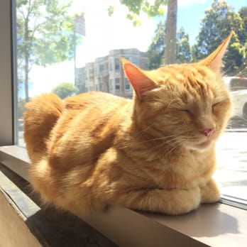 KitTea - Pretty ginger kitty named Mae, just lion around and basking in the sun! - Pet Adoption Near Me - San Francisco, California
