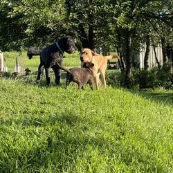 Rahndell Farm Boarding Kennel