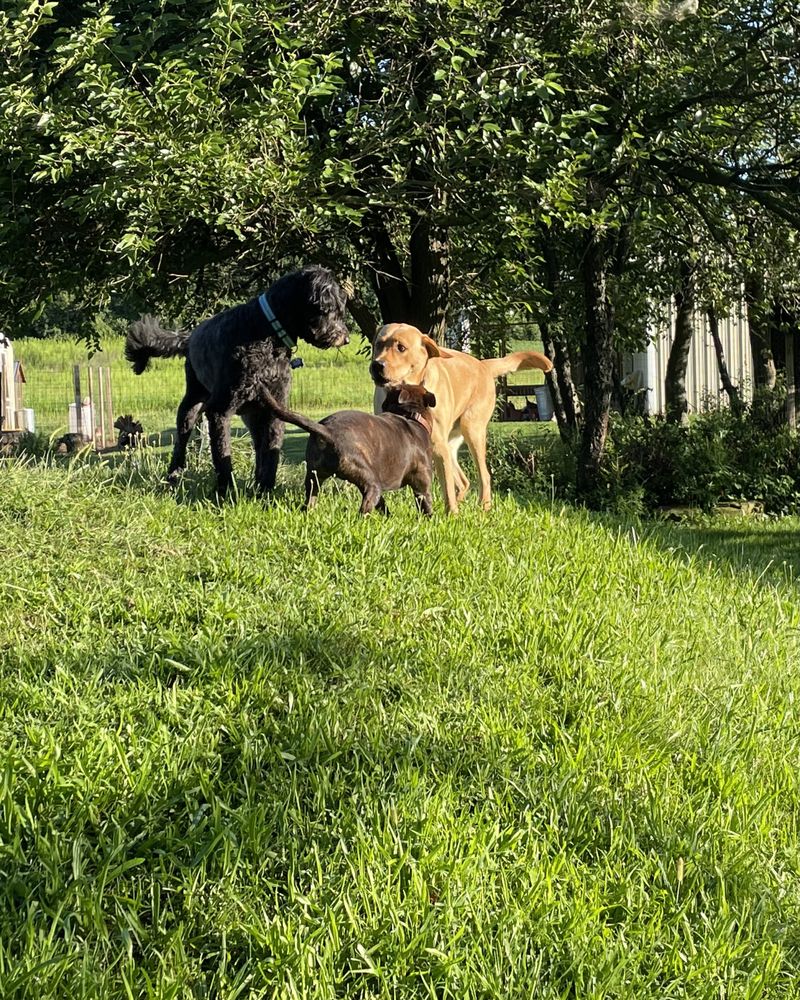 Rahndell Farm Boarding Kennel - pet boarding facility in Hamburg, PA