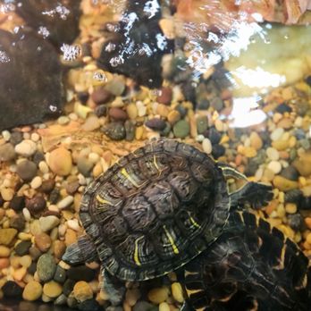 RMS Aquaculture - Turtles Pond - Local Fish Stores Near Me - Cleveland, Ohio