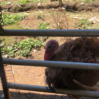 Buffalo Creek Vacations - A turkey enjoying the shade. - Vacation Rentals Near Me - Clyde, North Carolina