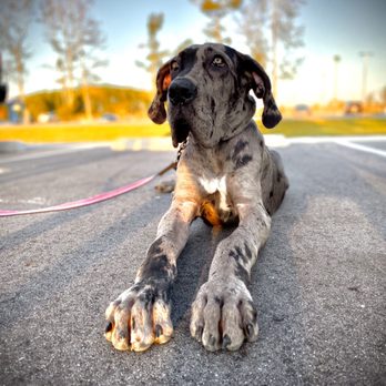 Ridgeside K9 - Carolina - Koda during his send home. He's a 5 month old Great Dane who came to our puppy board and train program. - Pet Training Near Me - Jacksonville, North Carolina Ridgeside K9 - Carolina - Koda during his send home. He's a 5 month old Great Dane who came to our puppy board and train program. - Pet Training Near Me - Jacksonville, North Carolina
