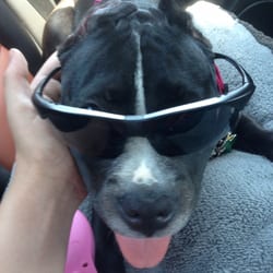 Bed Bath & Beyond - Diamond, My American Bulldog
