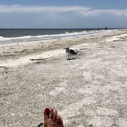 Coquina Beach 2C - What a beautiful beach! And not crowded!! Except for this sea gull:-)