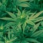 Photo of HomeGrown Remedies