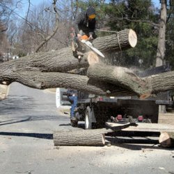 All Around Tree Care Services Seattle Wa Phone Number All Around Tree Care Services