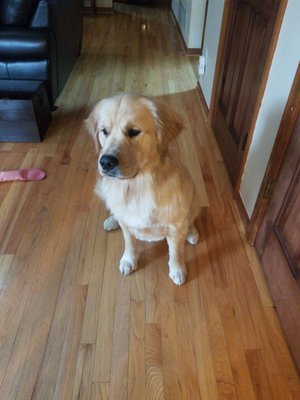 all four paws dog grooming