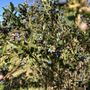 Photo of Bill’s Bees and Blueberries