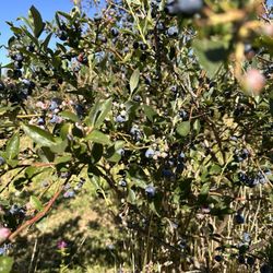 Bill’s Bees and Blueberries