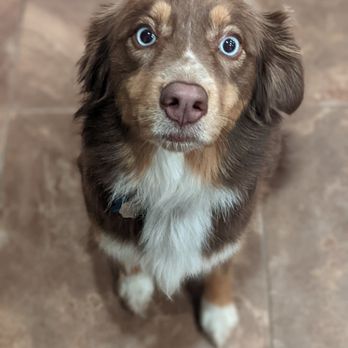 Simonson Veterinary Services - Blue eyes - Pet Cremation Services Near Me - College Station, Texas