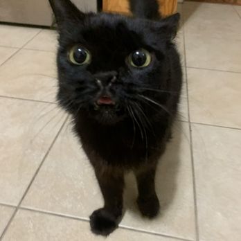 Galloway Cat Clinic - Veterinarians Near Me - Torrance, California