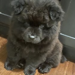 Petland